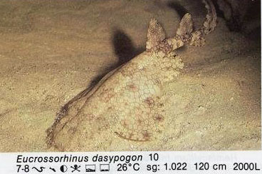 Eucrossorhinus dasypogon